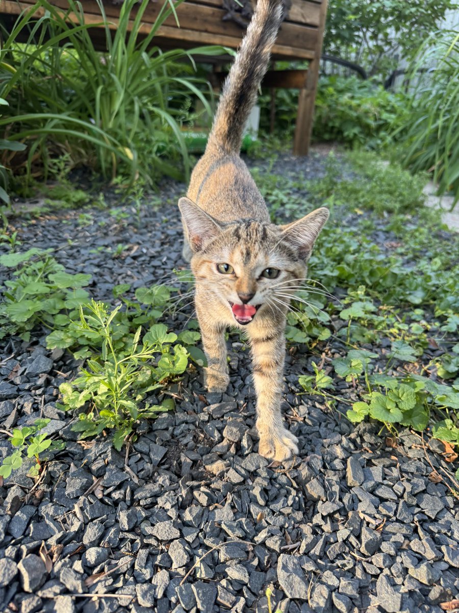 _AudreyKennedy's tweet image. Anyone in the Wedge missing — or want — a kitten? Couple months old at most, he (I think) has been hanging out in a front yard on Dupont Ave S for a couple days now yelling his head off. Super sweet and cuddly, seems healthy, no collar or chip that I could feel!