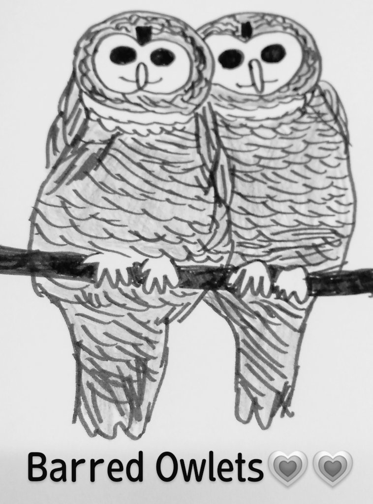o420321's tweet image. 今日の早朝バイトまた30分で終わった👍その後の90分でアメリカフクロウ巣立ち後のひな達、南米ヒナフクロウのかぼちゃんとチャコモリフクロウのモジュのひな時代を描きました🦉\(*⌒0⌒)♪カボ&モジュは来月のモジュ𝐃𝐚𝐲にお見せしまーす😊