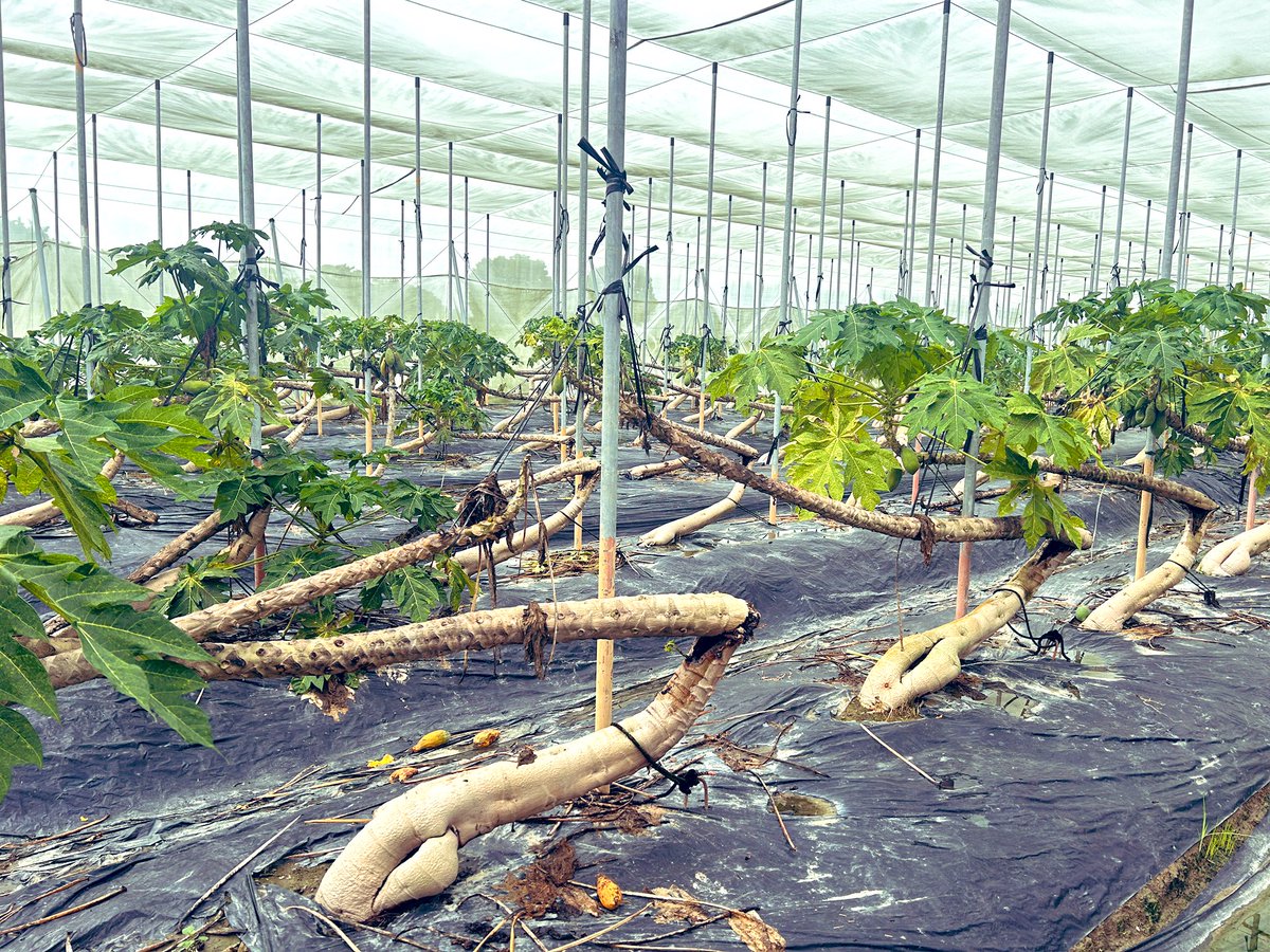 Tropical Plant Clinic & Research Lab tweet media