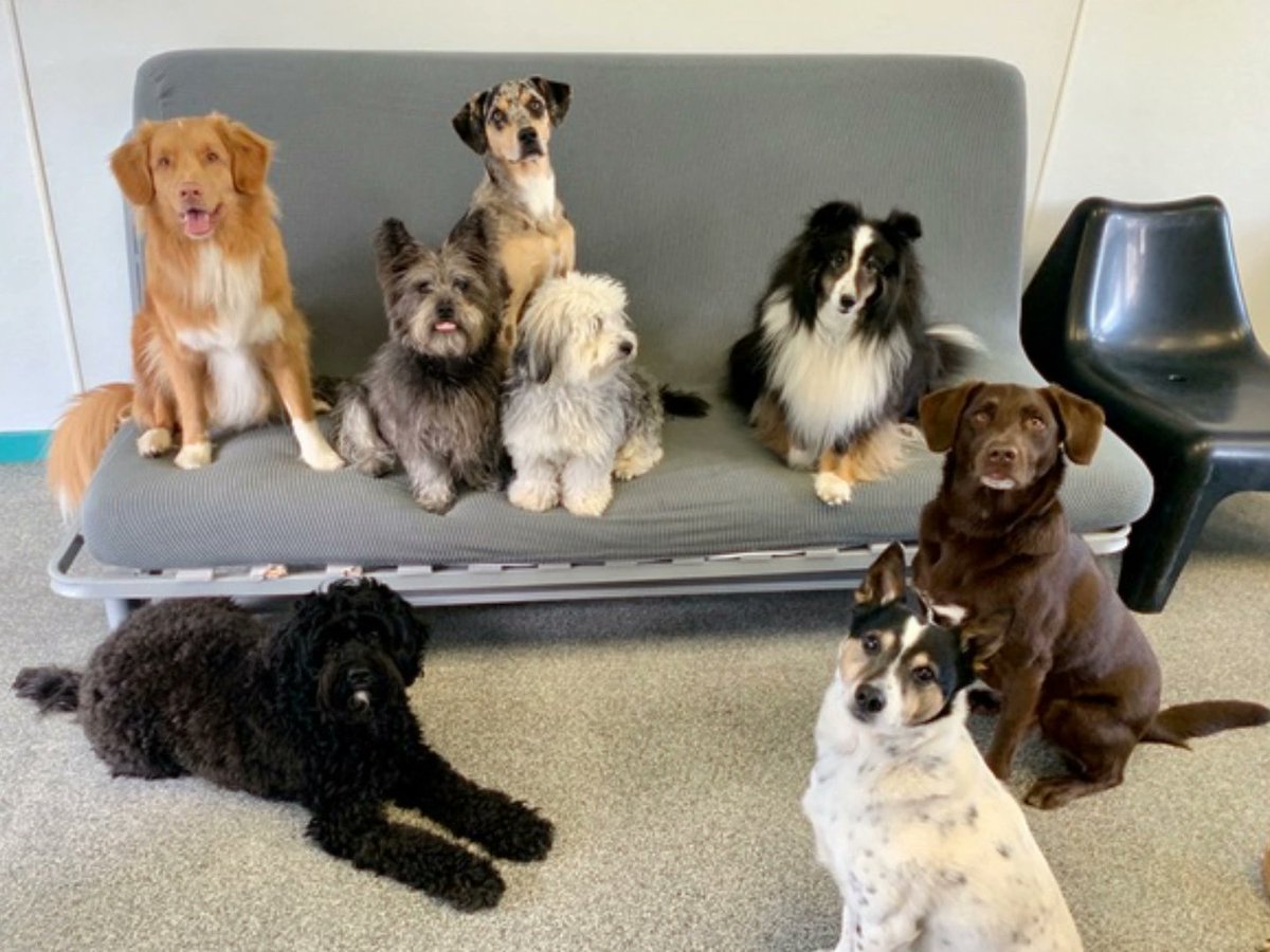 BookPostUSA's tweet image. An office with eight dogs and one writer is the perfect spot for dog-earing a good book. This image is from Book Post author Douglas Bauer’s adorable office. 🐾
Read his brilliant new review of Julie Otsuka’s The Buddha in the Attic now on our site!