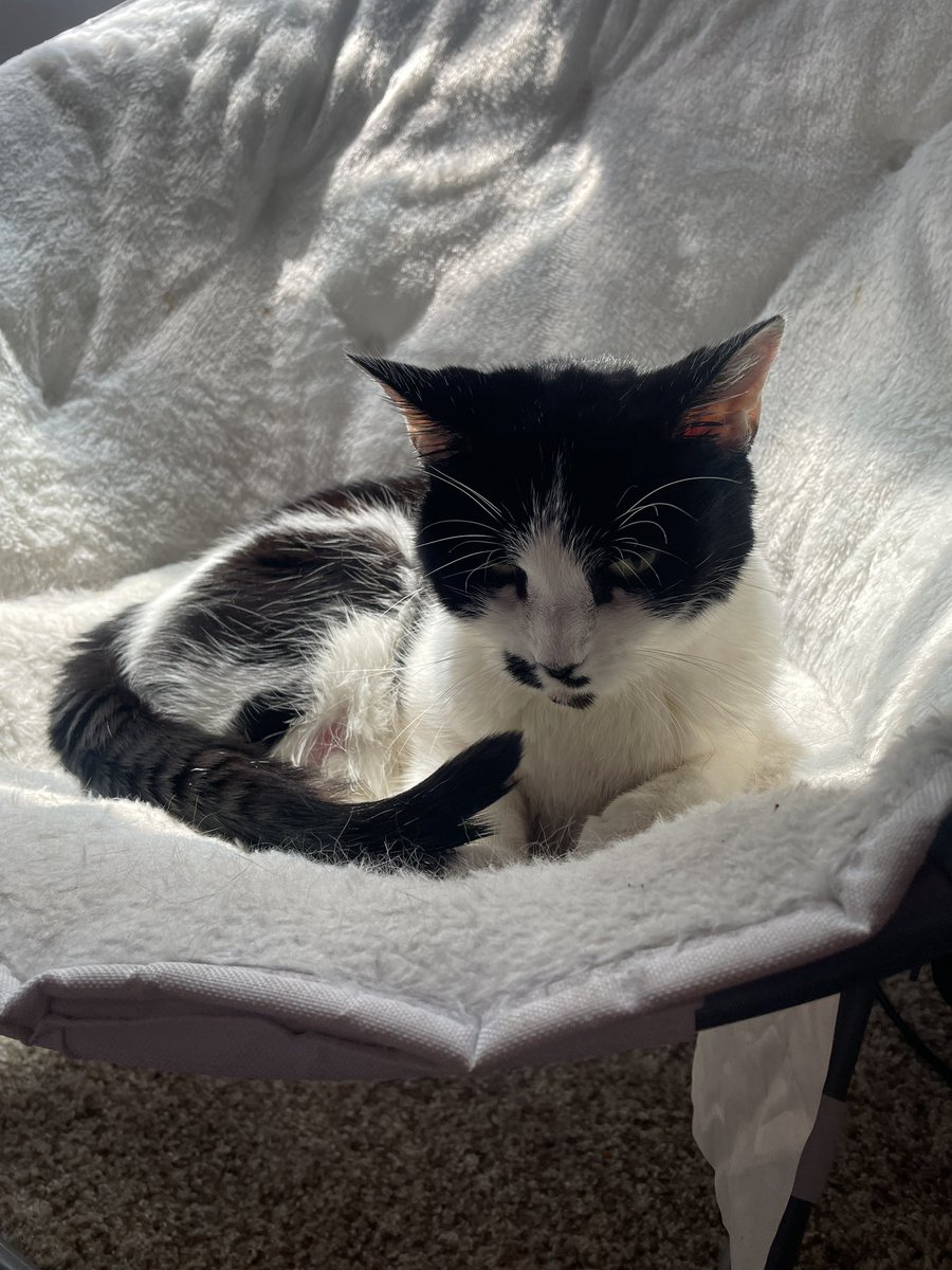 CinnaNova_VT's tweet image. I know I just came back but I won’t be streaming for a week or two. Unless there is a significant and steady change, we will most likely be letting go of my cat Bonnie this weekend. 
She has not been doing well for awhile and deserves to go with dignity. So I want to be there…