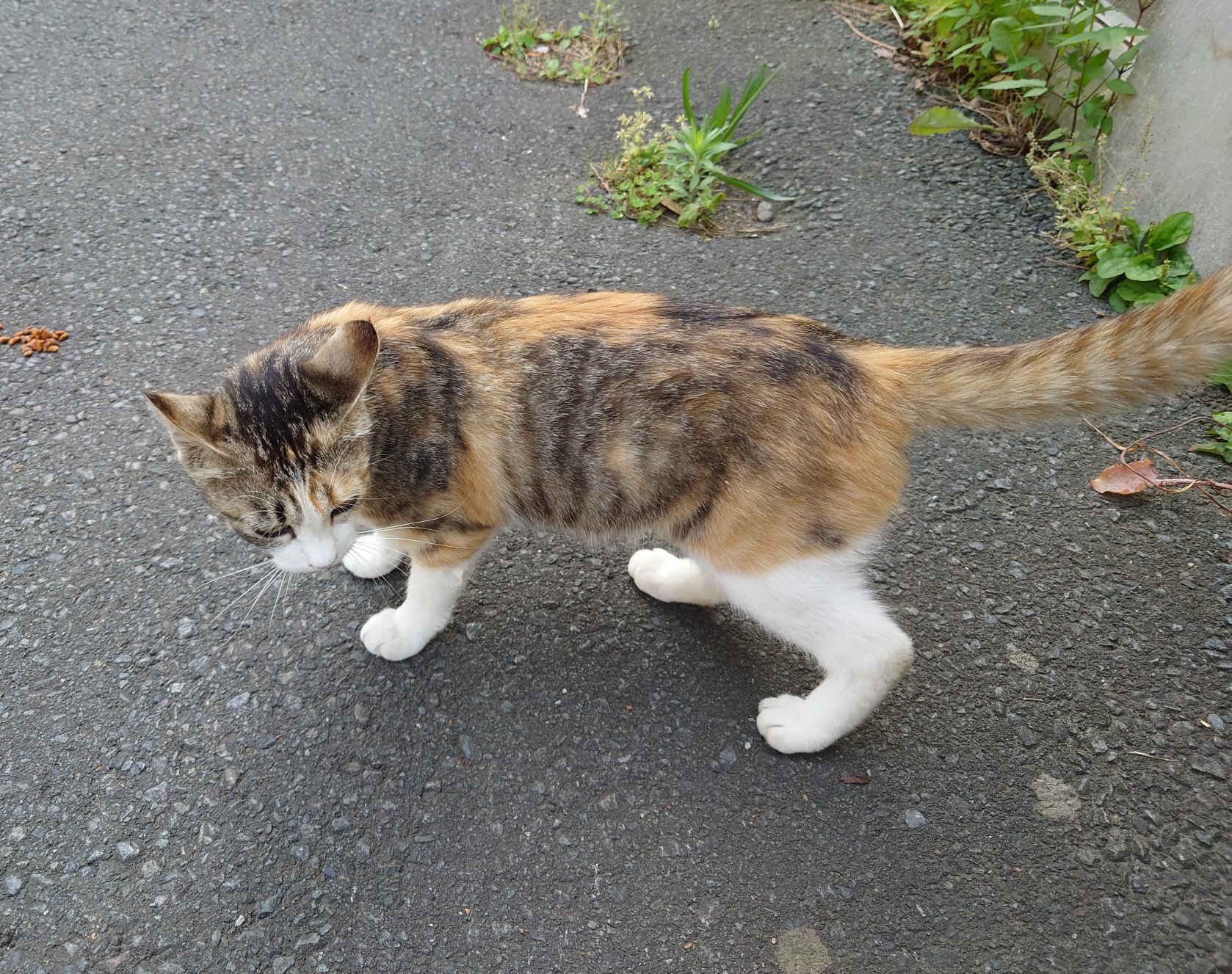 野良猫出品 aut-016a.jpg