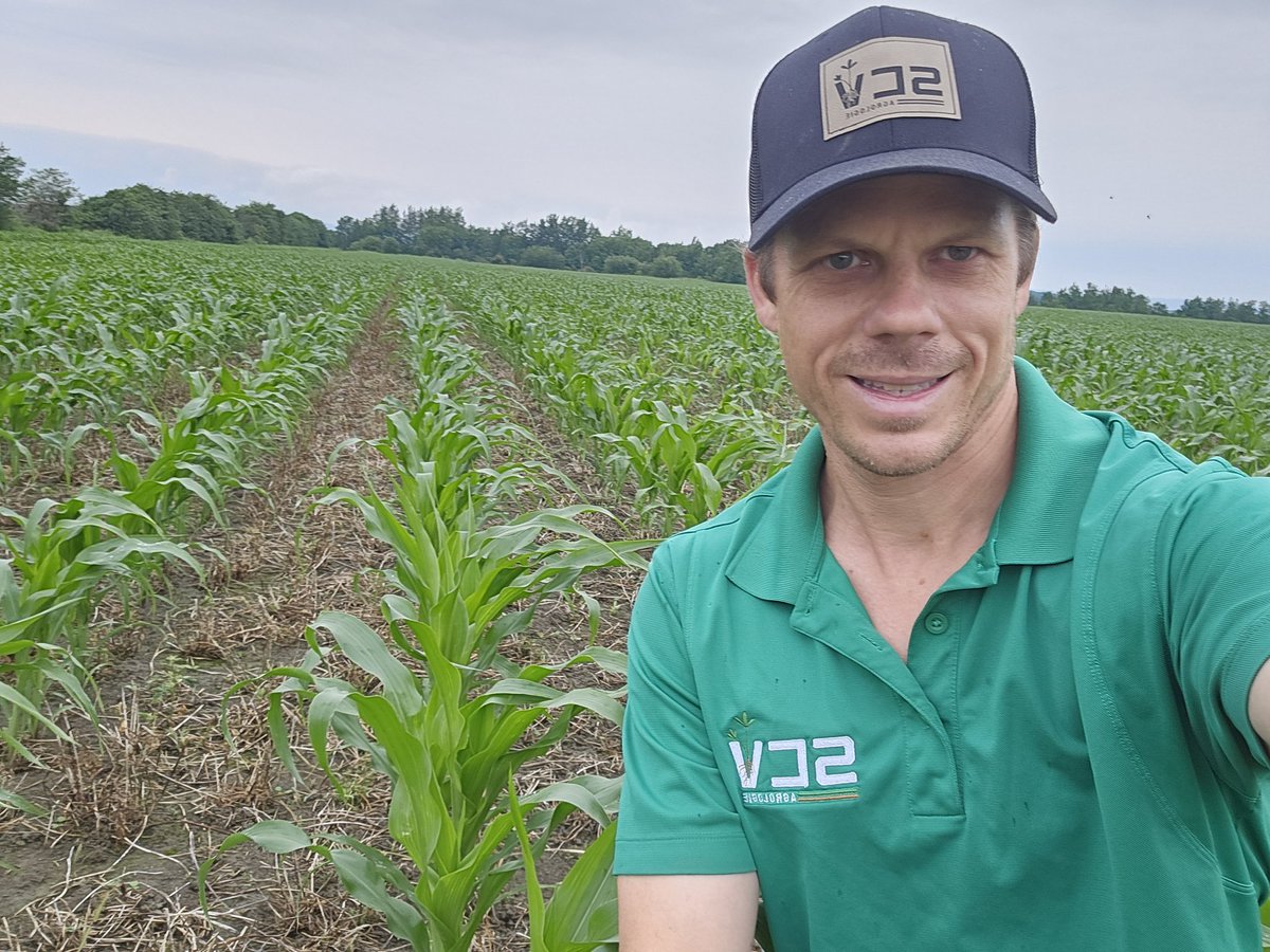 Semis de Mais sur couverture végétale vivante (scv)! Aucun travail de sol...30 unité minéral N seulement..aucun phosphore et potassium minéral...déjà 15 ans que ce systeme fonctionne Québec