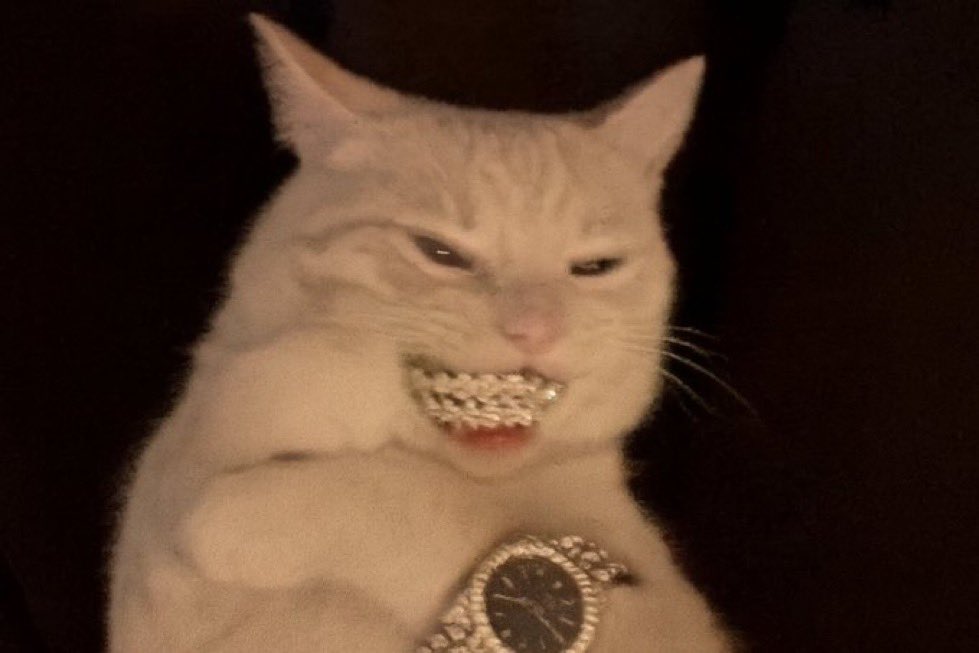 ugliestduck's tweet image. it&apos;s night, you know what that means 🌙🐱
#mooncat