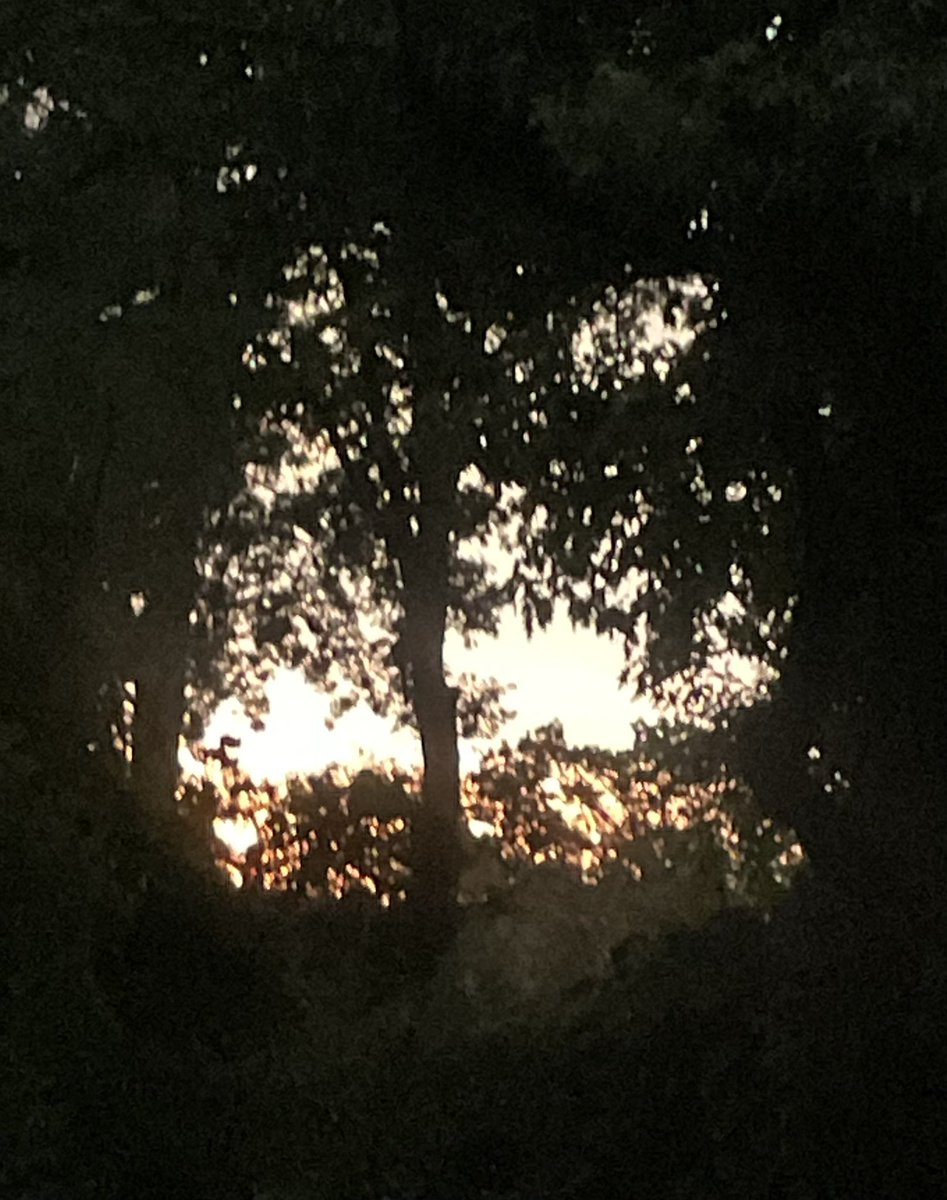 I smoked  a lot of weed and I think I see a face in the trees. I think I see Frank Zappa.