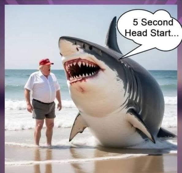 Foster1Nancy's tweet image. #SharkWeek2025