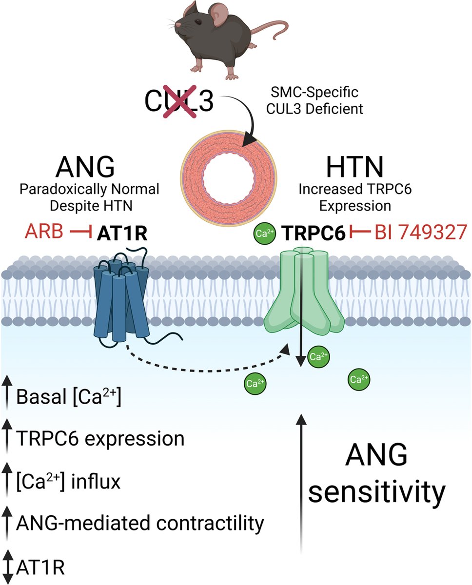 Thrilled to share our latest work uncovering a key vascular mechanism contributing to hypertension in S-CUL3KO model! 

Grateful to have worked with such an amazing team <a href="/MCWPhysiology/">MCW Department of Physiology</a>  <a href="/HyperAHA/">Hypertension</a> <a href="/CurtSigmund/">Curt D. Sigmund, PhD</a> <a href="/NakagawaPablo/">Pablo Nakagawa</a> 

Check out our findings here: ahajournals.org/doi/full/10.11…