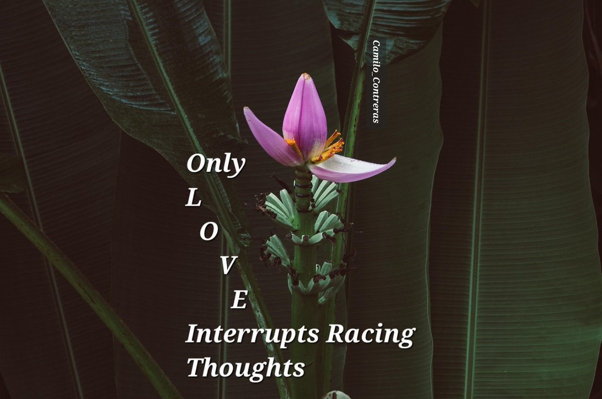 #LuaViEr #OurPoetryX
Only
L
   O
      V
          E
Interrupts Racing Thoughts 
Camilo_Contreras pixabay.com
(banana flower)