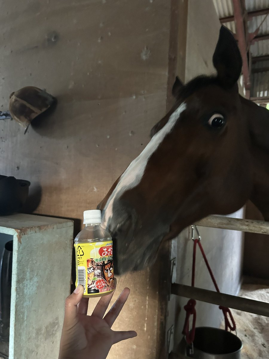 ibadaibajutsubu's tweet image. 貰ったリンゴジュース気に入ったみたい、、、

ペットボトルで君が飲むのは難しいと思うよ？