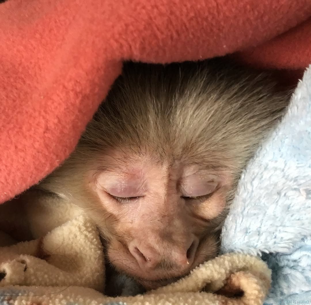 I sleep to dream💭🌌🐵