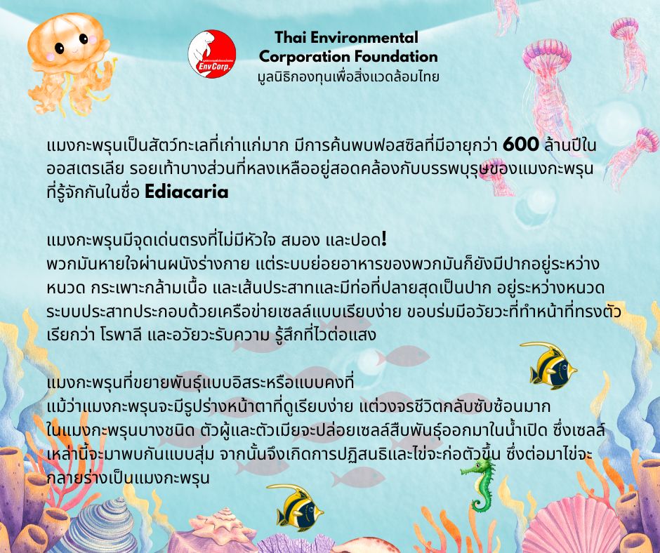 Envcorp_th's tweet image. แมงกะพรุนเป็นสัตว์ทะเลที่มีโครงสร้างร่างกายเรียบง่ายมีลักษณะโปร่งใสส่วนใหญ่เป็นน้ำและอาศัยอยู่ในทะเลทั่วโลกแม้จะดูบอบบางแต่แมงกะพรุนบางชนิดก็มีพิษร้ายแรงต่อมนุษย์นอกจากนี้แมงกะพรุนยังมีความสำคัญในระบบนิเวศทางทะเลและมีบทบาททั้งเป็นผู้ล่าและเป็นอาหารของสัตว์ทะเลชนิดอื่น #ธรรมชาติ