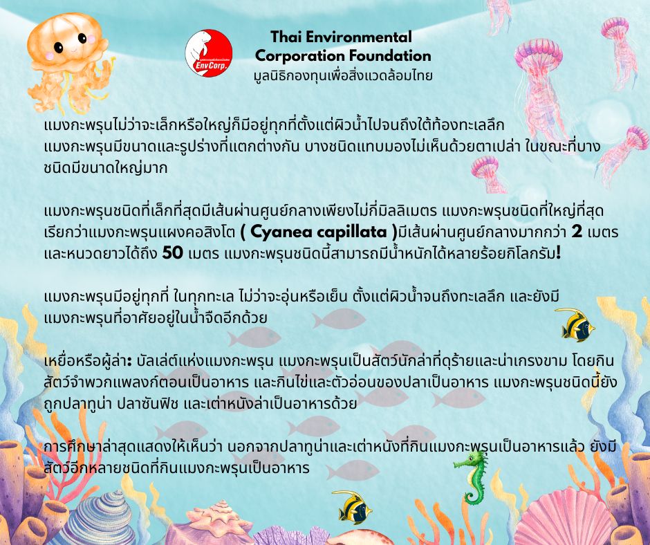 Envcorp_th's tweet image. แมงกะพรุนเป็นสัตว์ทะเลที่มีโครงสร้างร่างกายเรียบง่ายมีลักษณะโปร่งใสส่วนใหญ่เป็นน้ำและอาศัยอยู่ในทะเลทั่วโลกแม้จะดูบอบบางแต่แมงกะพรุนบางชนิดก็มีพิษร้ายแรงต่อมนุษย์นอกจากนี้แมงกะพรุนยังมีความสำคัญในระบบนิเวศทางทะเลและมีบทบาททั้งเป็นผู้ล่าและเป็นอาหารของสัตว์ทะเลชนิดอื่น #ธรรมชาติ