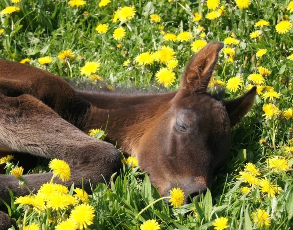 baby horse resting in dandelion field perfect life sun and relaxation