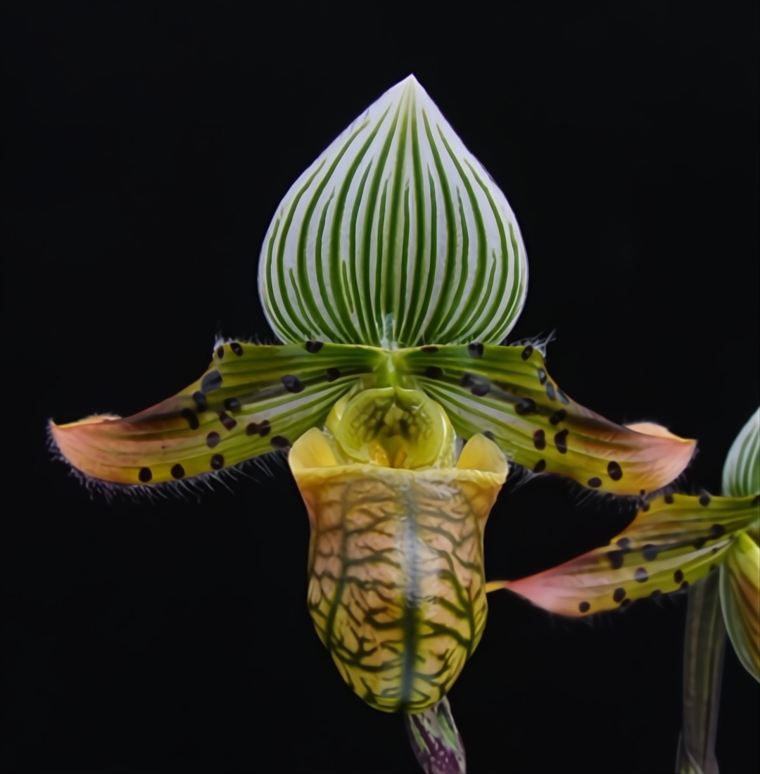 Paph. venustum 

#orchids #plants