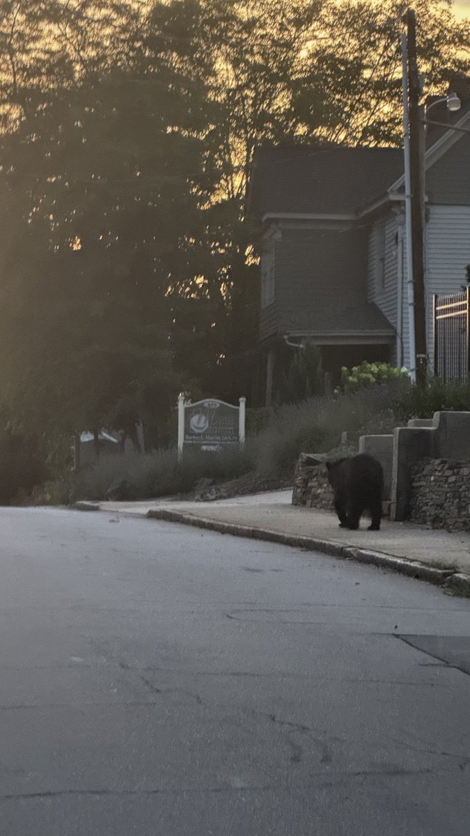 Black bear roaming around the neighborhood. Now at the Clayton St and Central Ave <a href="/AshevilleNews/">Asheville News</a>