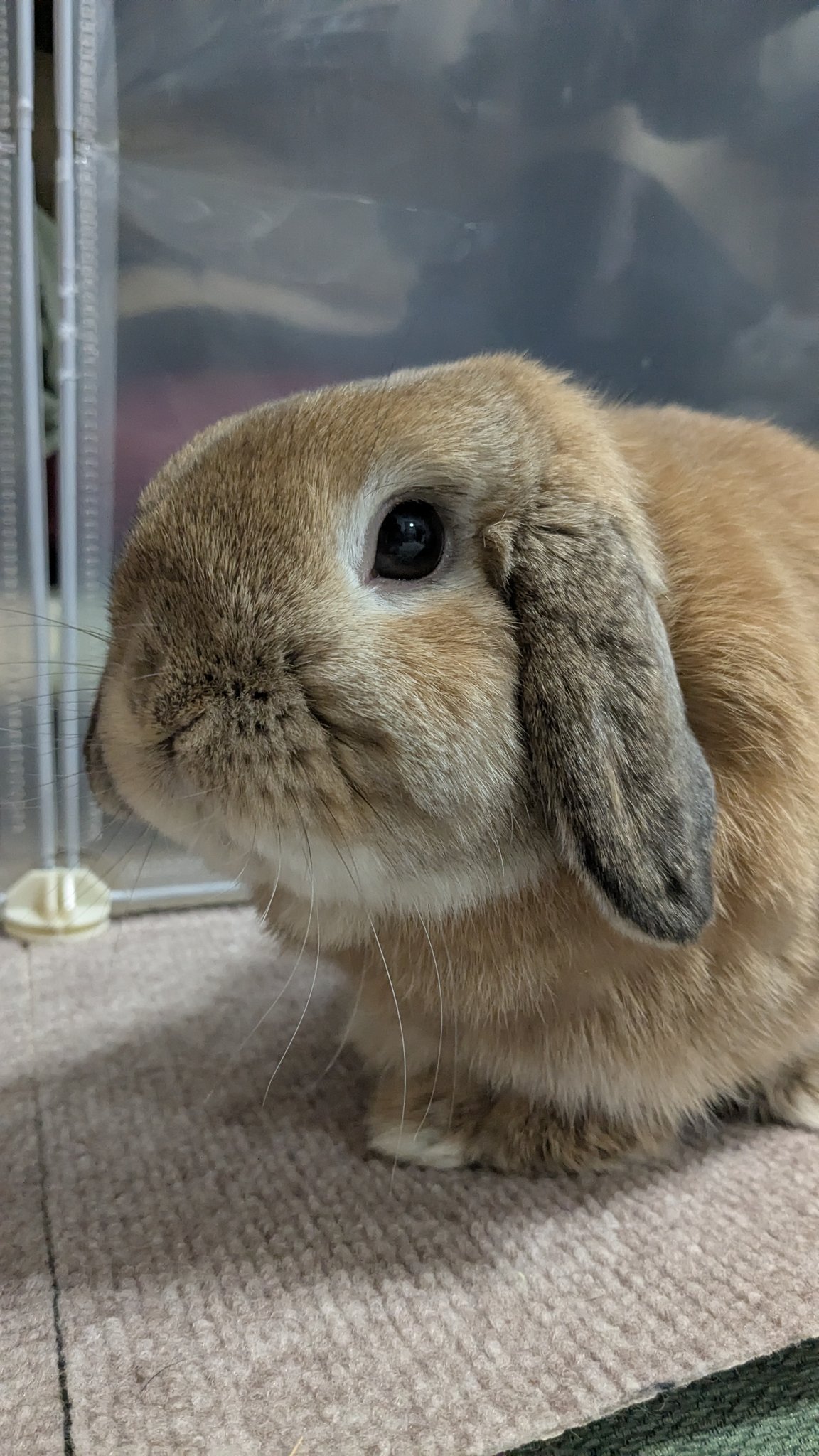 ヒロヤマ(けんた🐰) on X: 