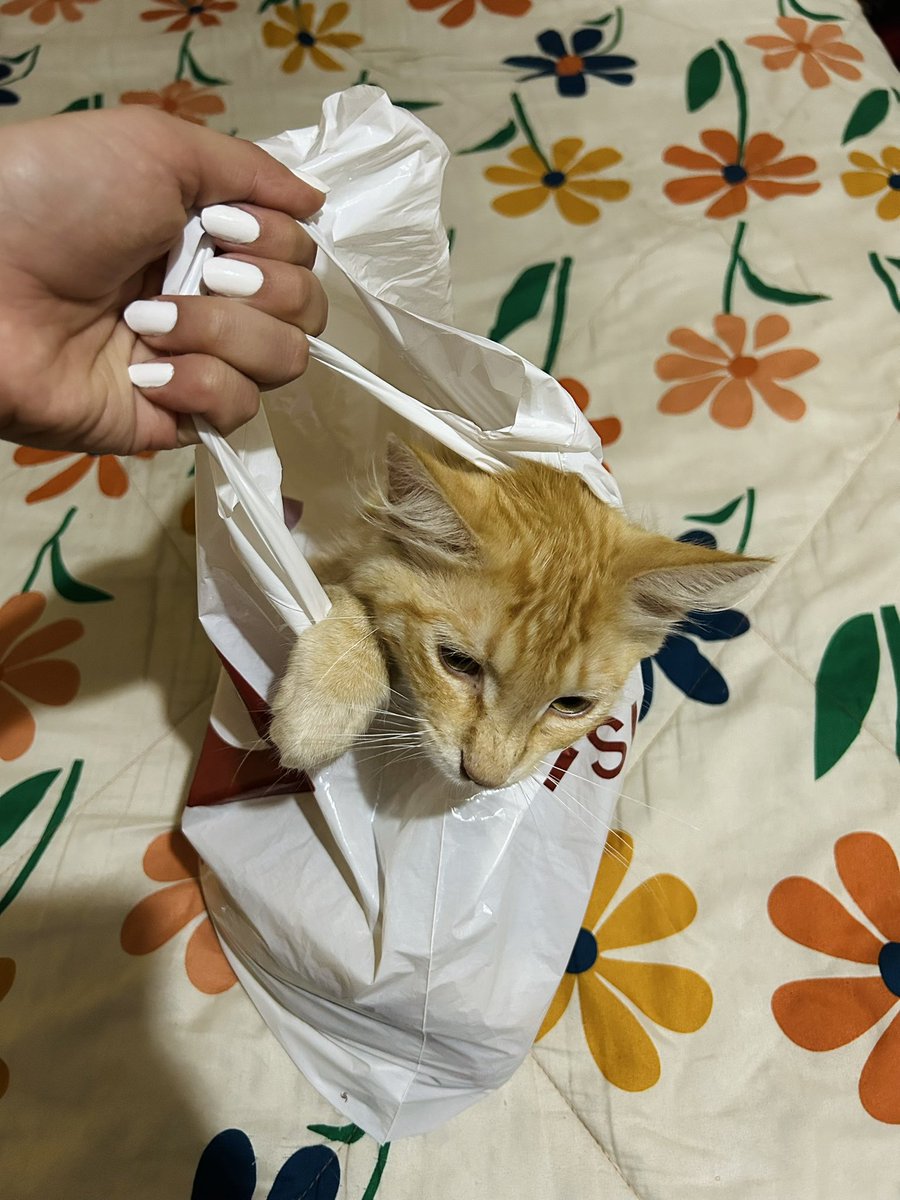 shermorandri's tweet photo. Ya tengo lista mi bolsa de 72h. https://t.co/ddHwXbAkV5