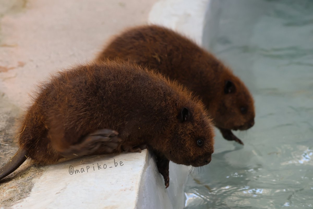 たわしかけむしかビーバーか

#霞ケ浦どうぶつとみんなのいえ