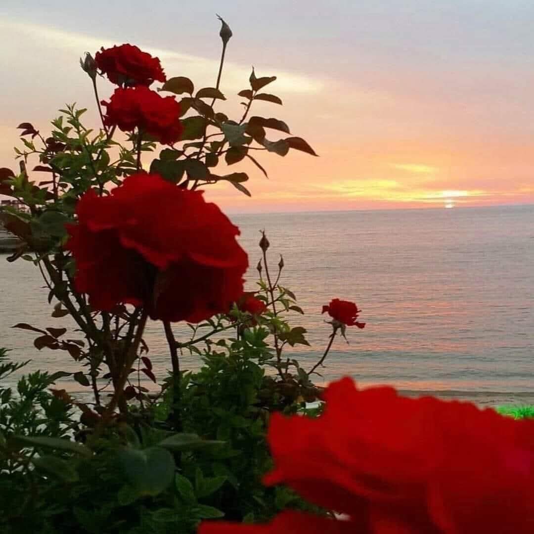 العُمر لن يتكرر فلاتخسر وقتك بحقد آو كُره ، وأجعل البسمة وَ التسامُح عنوانكَ🕊
صباح السعادة 
       💞عطرالربيع💞.