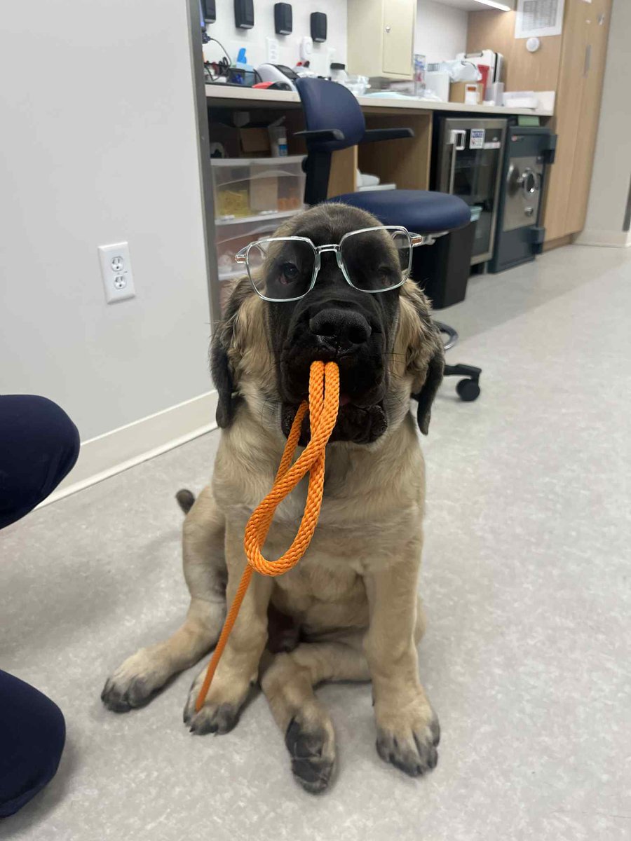 Everypawdy, this is Karl, formerly 🧡Orange Boy from Pearl’s litter. He is the owner of a vetharryman in Colorado and is basically qualified to do any procedure that involves treats. He was one of the fluffies!