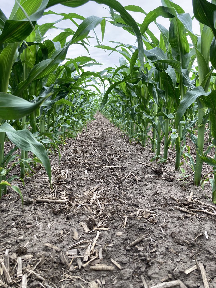 When growing crops we can’t control every variable……but we strive to control what we can;
Timely planting.
Timely fertility at optimum levels.
Timely weed control.
Cropping on this farm is truly a family team affair!

#YieldHeroEast