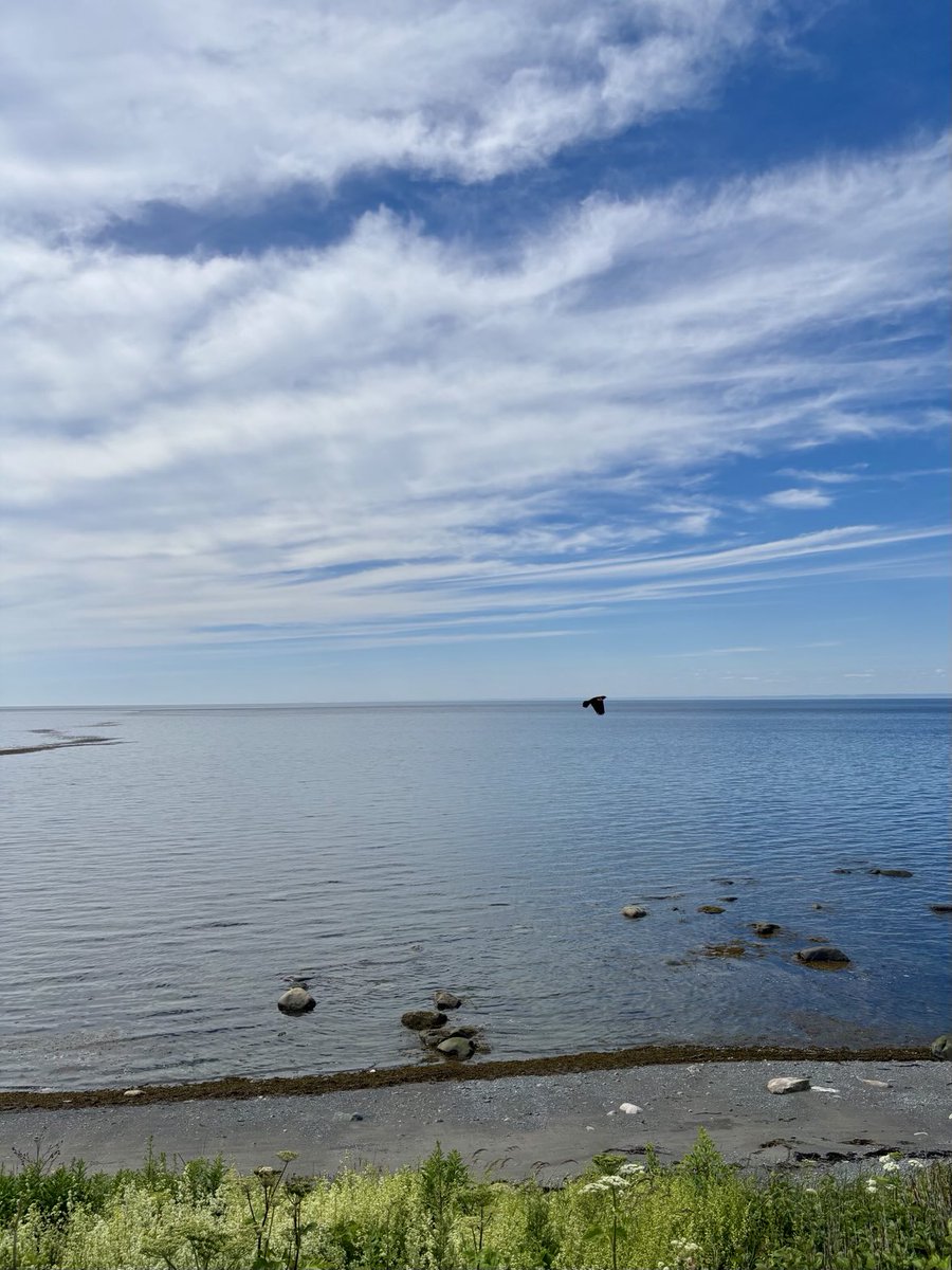 NMatanais's tweet image. Le fleuve St-Laurent aujourd’hui #SteFélicité #Matanie #Gaspésie #Québec