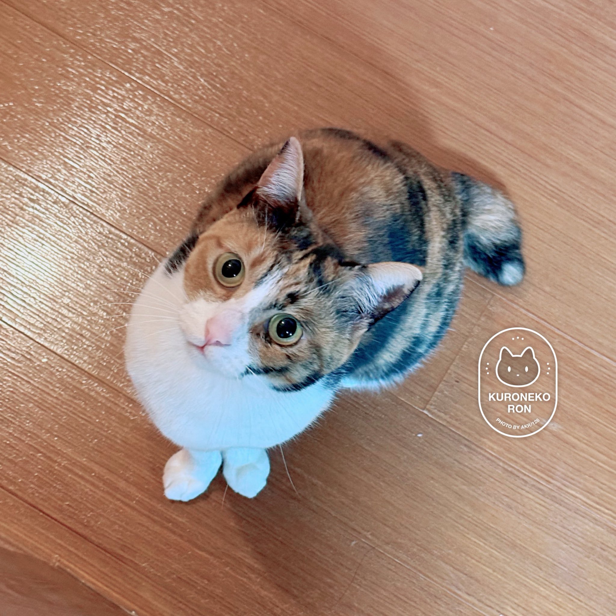 くろねこ AKR｜7巻でたよ on X: 
