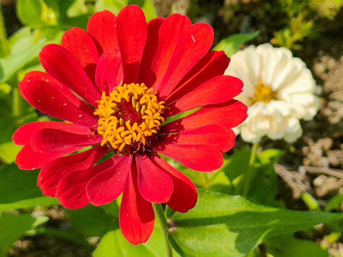 庭に咲く花
朝日を浴びるジニア
#TLを花でいっぱいにしよう　#キリトリセカイ　#花が好き