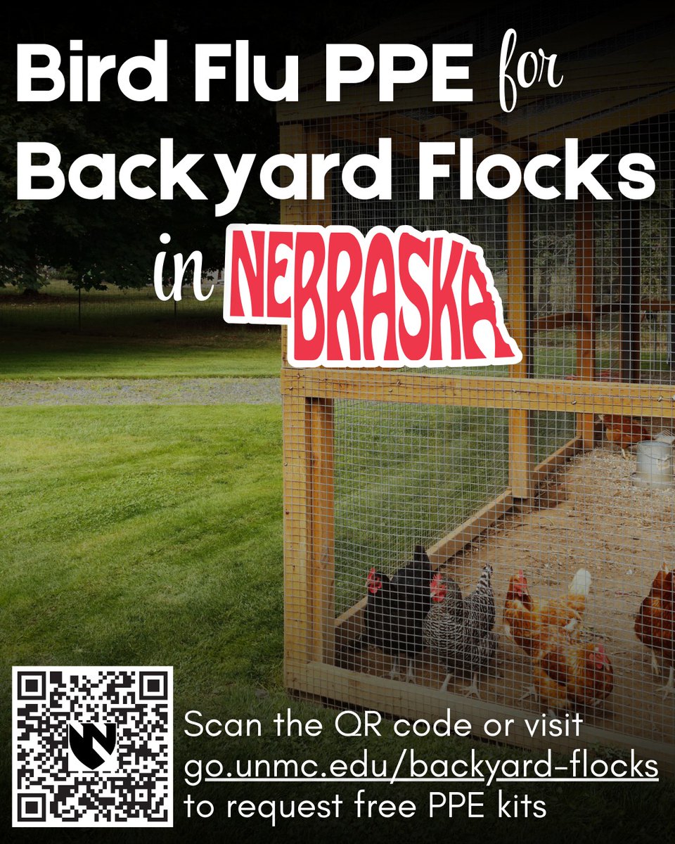 unmccscash's tweet image. 🐥 Do you or someone you know have a backyard flock? Are you involved in a 4-H or FFA group that works with chickens? 🐔 If you live in Nebraska, we can send you FREE bird flu PPE kits! Request kits at go.unmc.edu/backyard-flocks.