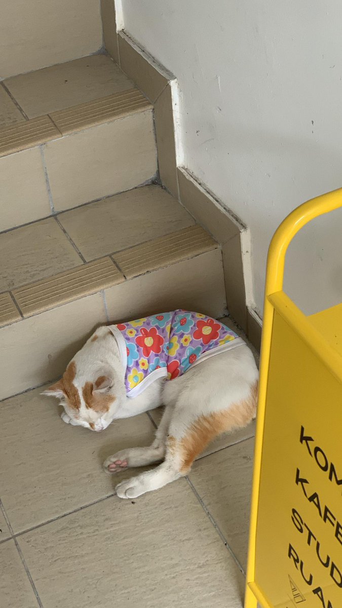 Kalau korang jumpa maskot KomFi, jangan lupa say Hi! Nama dia Kamal 🤣