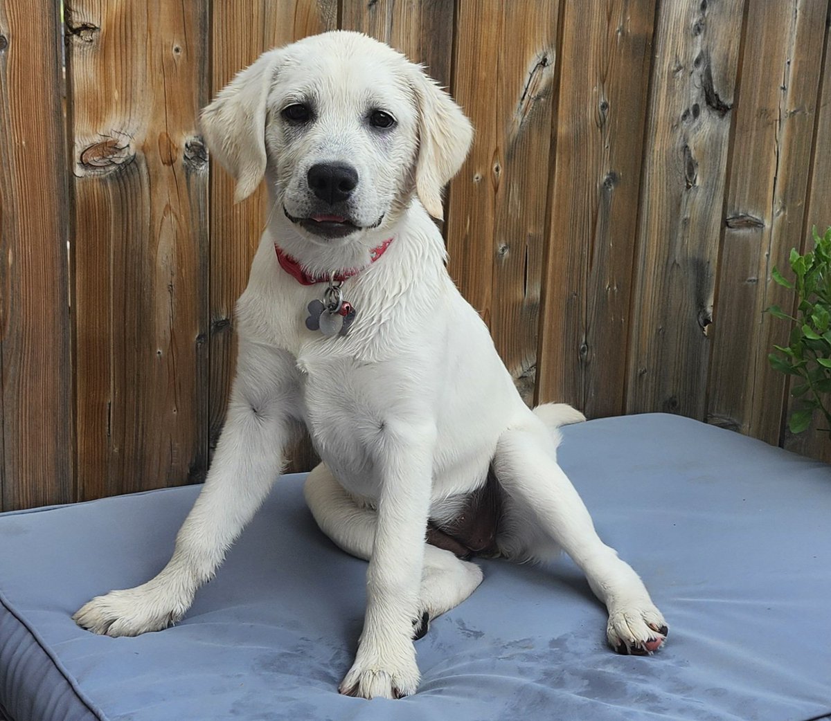 Just a little wet. Took a dive  in the doggy pool to cool off from 33°C. 💦💧🤽‍♀️🫣 #TooHotTooHandle #heatwave2025 #wafflemania