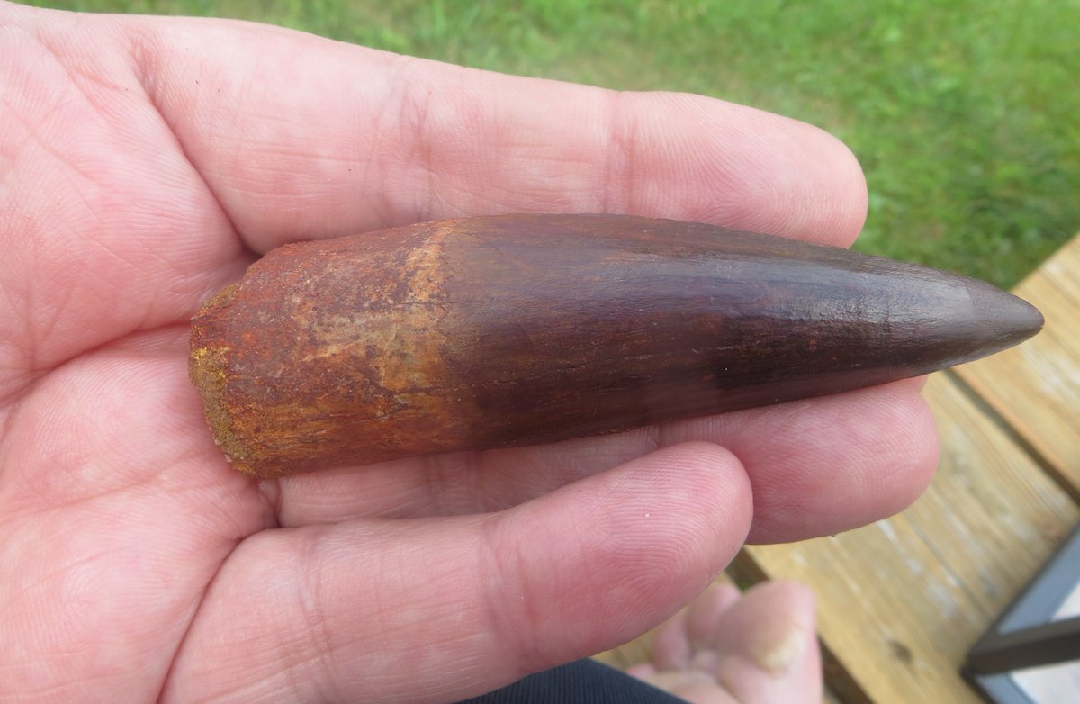 _Oviraptor_'s tweet photo. An excellent Spinosaurus aegyptiacus tooth from @BTFossils2. https://t.co/h2p1yzAwJ8