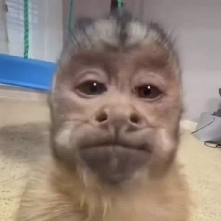 ִִֶ ︎ tweet media