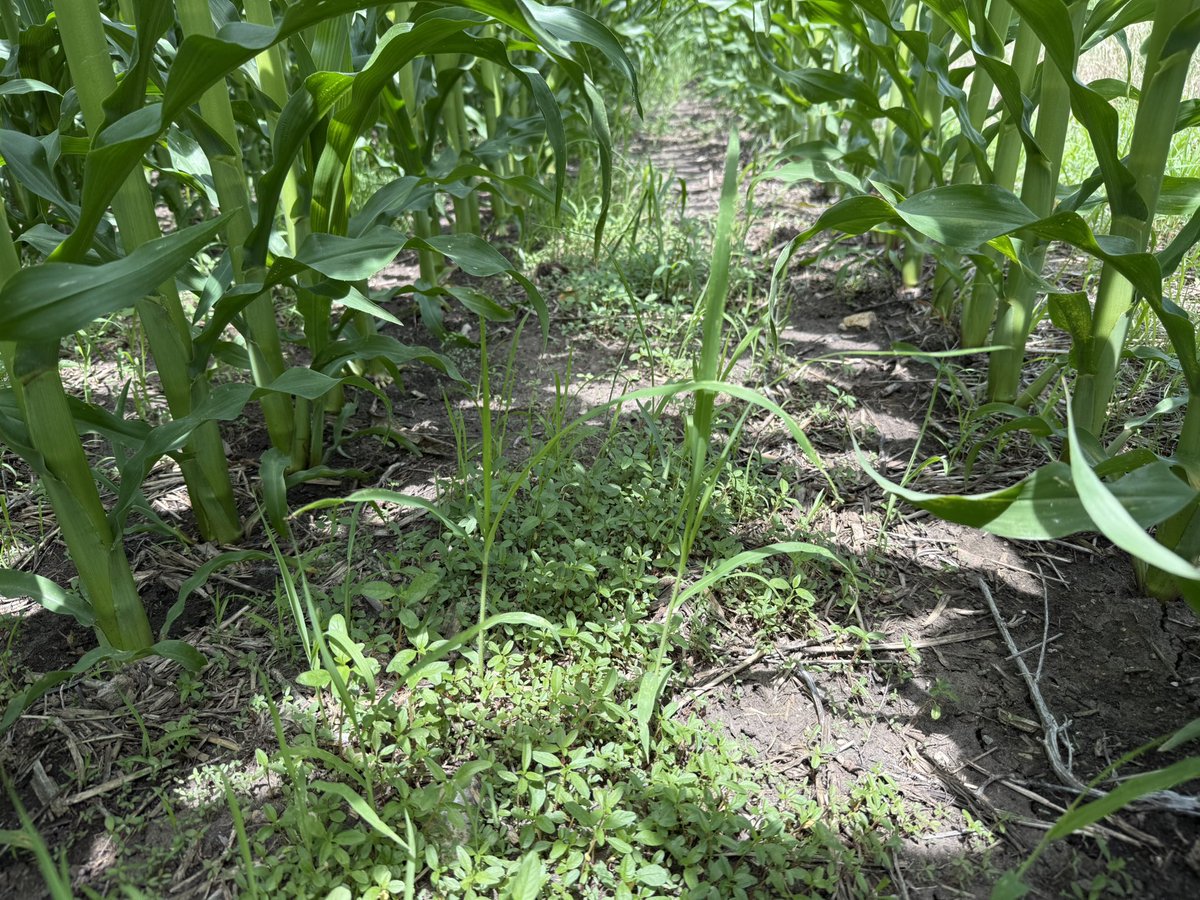 5150Farms's tweet image. Nothing but a few oats coming a week ago Now this 👀🥴 Leave it or try and spray it
The 14 inches in June must have washed the residual chem away ?
