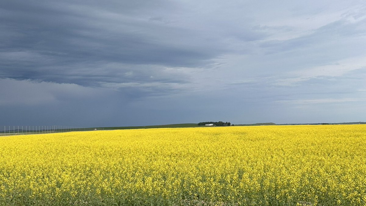 Allium_369's tweet photo. If you want to believe that the world is terrible, watch the news. If you want to believe that the world is incredible, spend time in nature.
#canolafields #Northdakota #Thunderstorm #Nature https://t.co/qvSbvpcd2Z