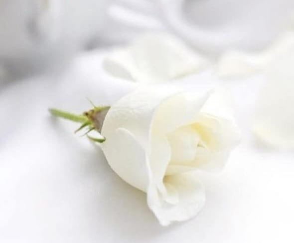 أحسنُو الظن دائما باقداركُم فإنها تأتي 
مُحمله بظنونكم …

🤍🤍🤍🤍🤍🤍

صباح الأمل والفرح لكم 🤍