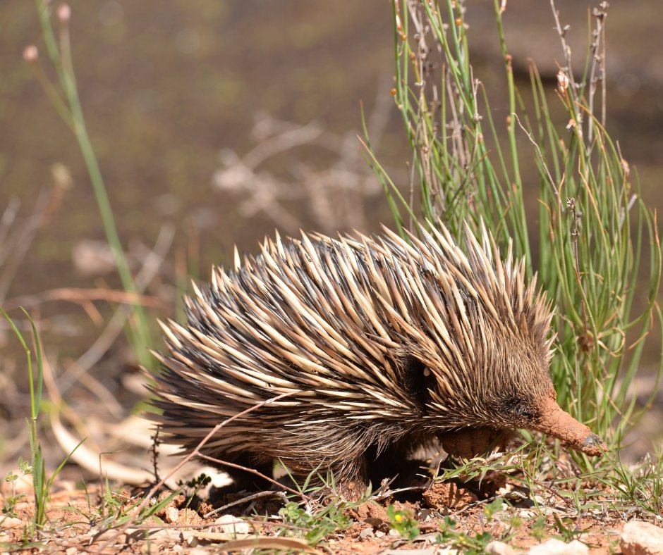 MonashInfotech's tweet image. Another @arc_gov_au success - Prof Enes Makalic is part of the #LinkageProject 'Saving Endangered Australian Species Through Reproductive Hormone Analysis'.
Learn more: dataportal.arc.gov.au/NCGP/Web/Grant…