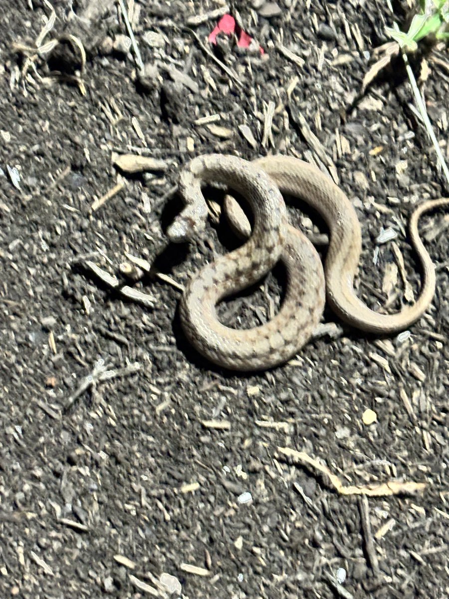 Almost stepped on this little guy/gal on the sidewalk outside WVLT a minute go. Watch where you step. 🐍