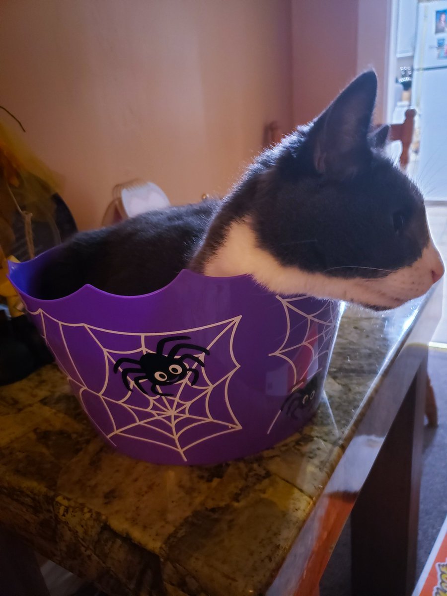My cat seems to like Halloween 😆