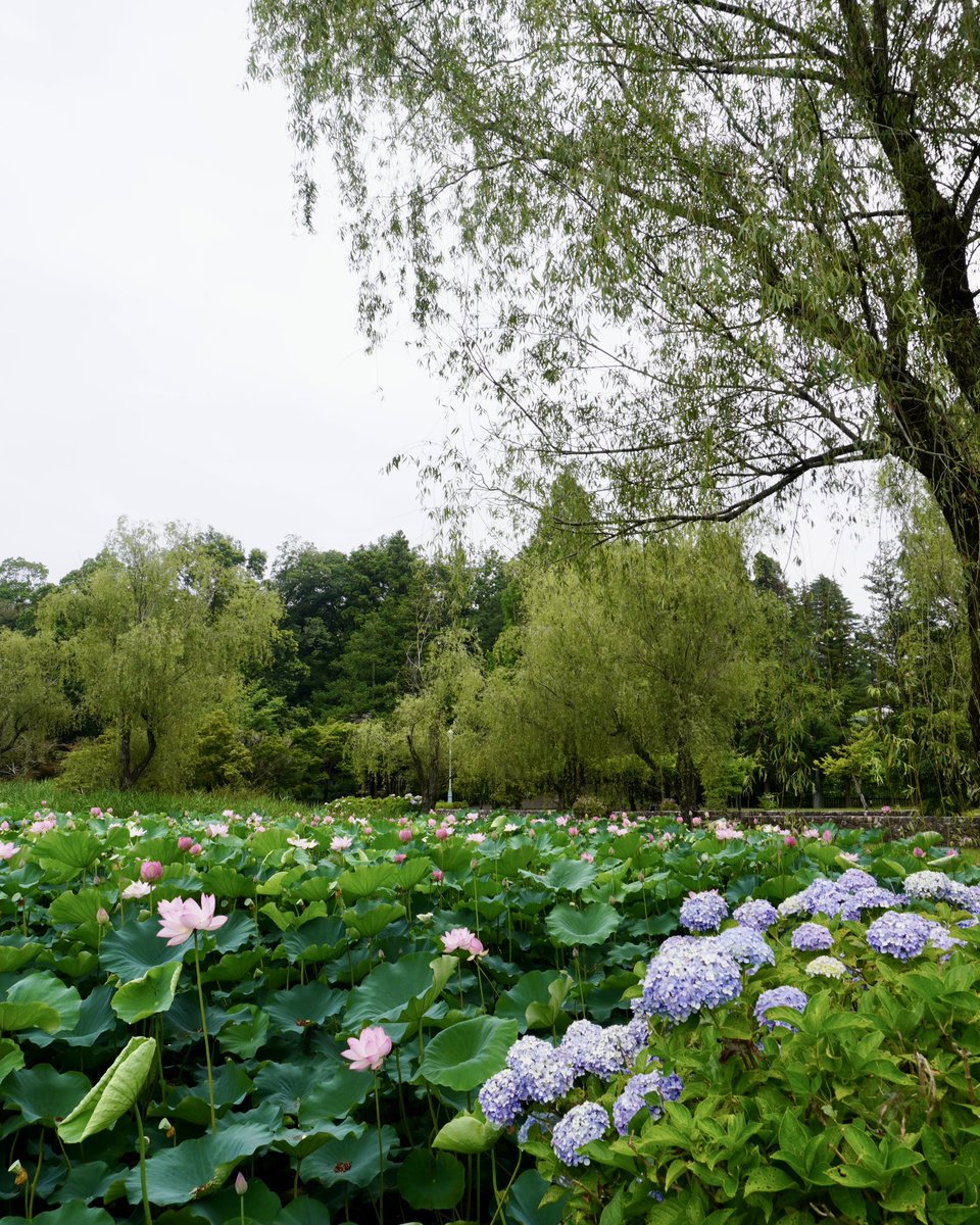 歴史館に隣接する蓮池のハスが見頃を迎えています🪷
今年は例年よりも早い開花となっています。

ぜひこの機会に足をお運びください👟

🌳庭園無料
6:00〜19:00
※蓮池については偕楽園公園センターへお問い合わせください。