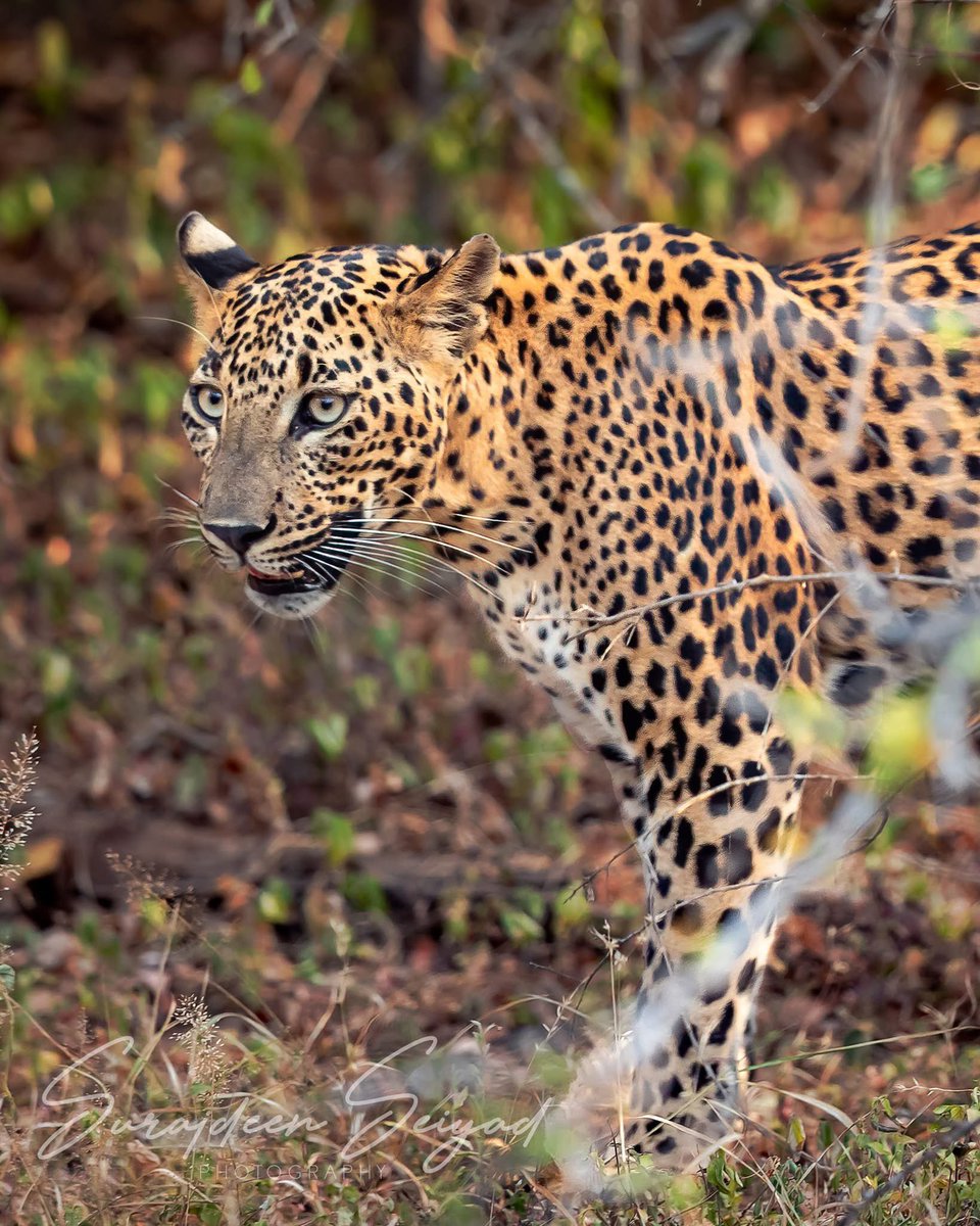 Female Leopard Cub at Yala National Park, Sri Lanka 

#IslandSanctuary  #cats #AnimalLovers #wildlife #SriLanka