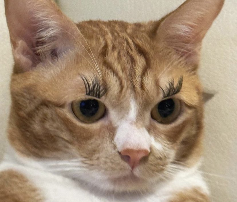 Me glaring at said oren.