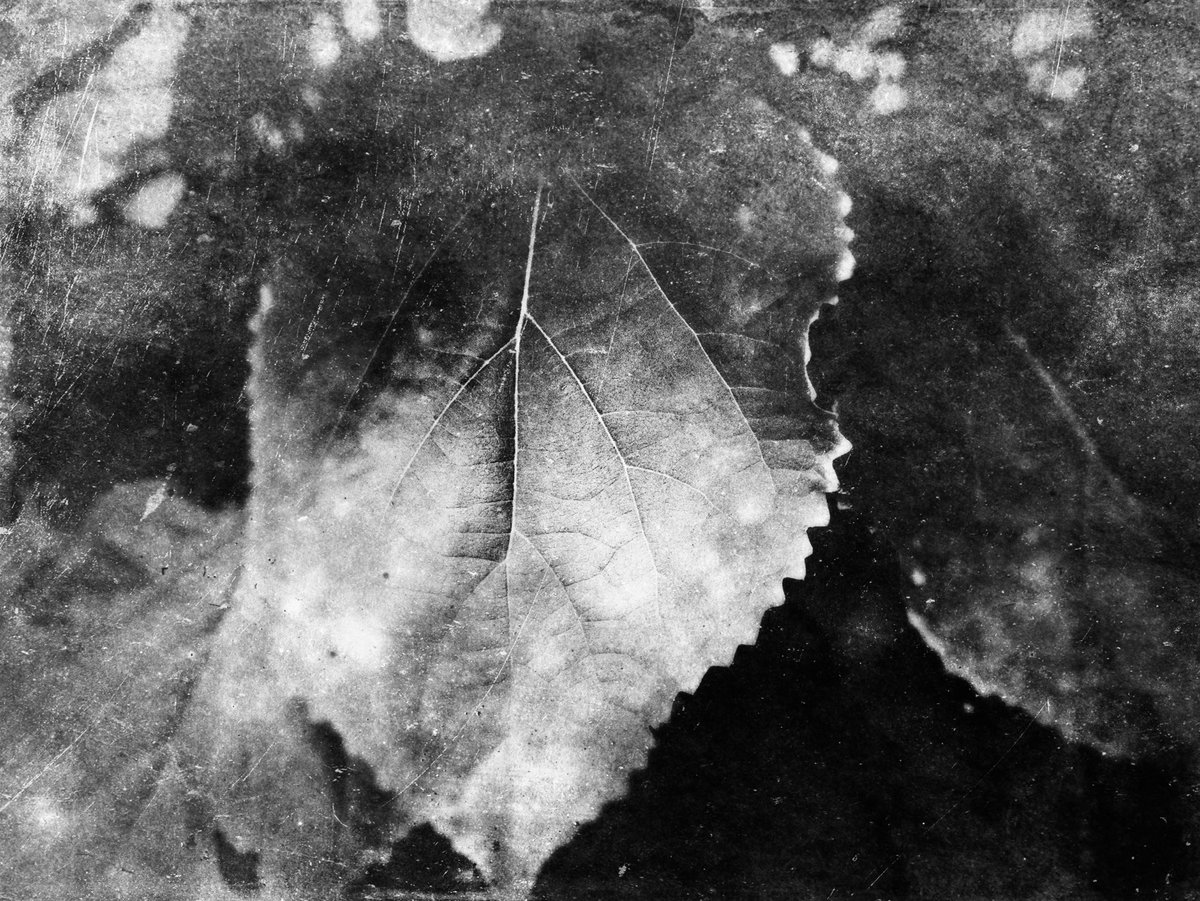 breathe
#leaves #nature #botany #bnw