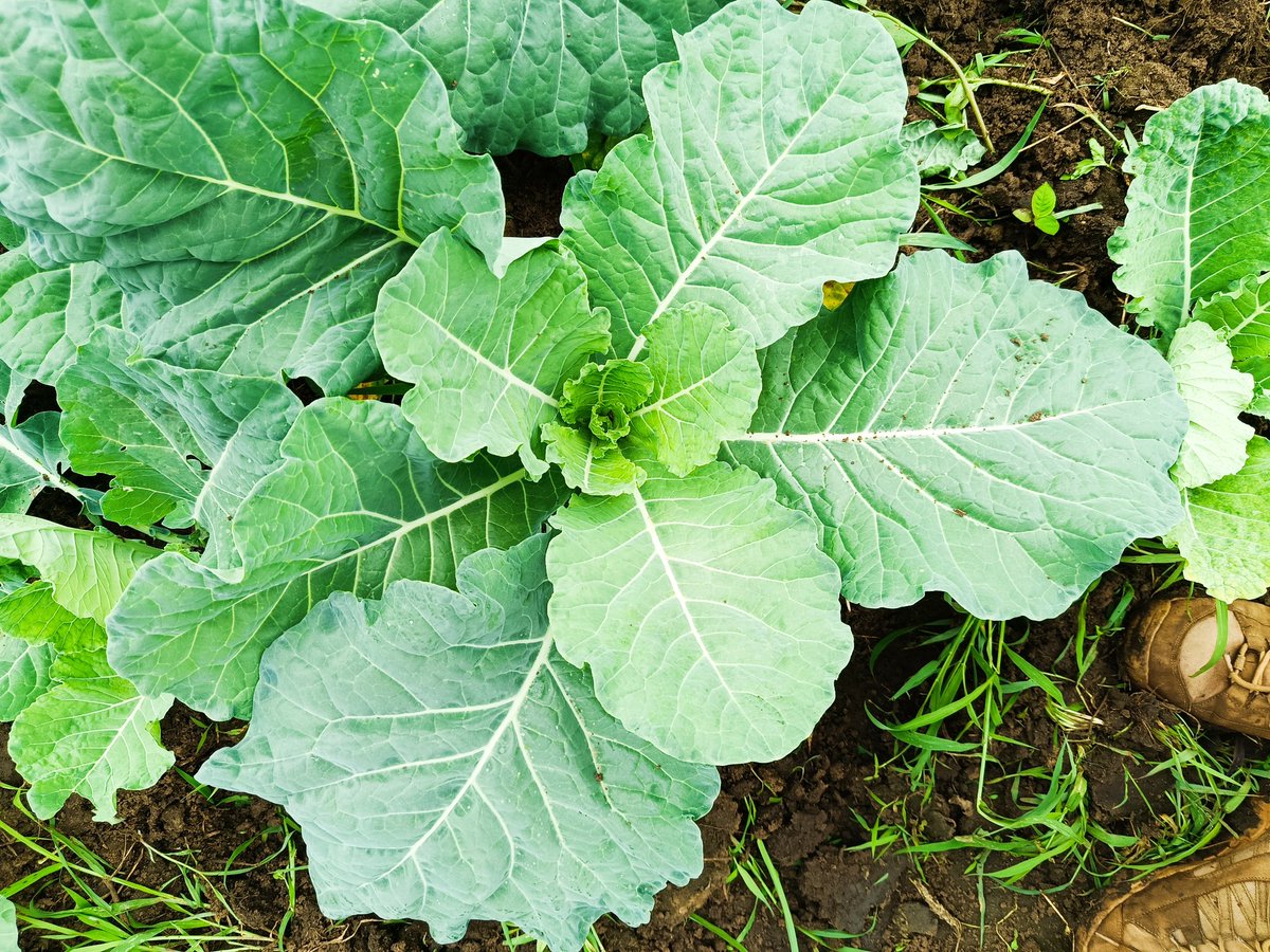 kalebndolo's tweet image. To all beginner farmers,
 just grow #sukumawiki  #spinach #managu and sale at the farm at ksh . 30 -40per kg.
Divide your farm into blocks of at least 2000M2

Don&apos;t go for promises of making millions  from crops you can&apos;t sell a within  1km radius from your farm.

#keepwinning