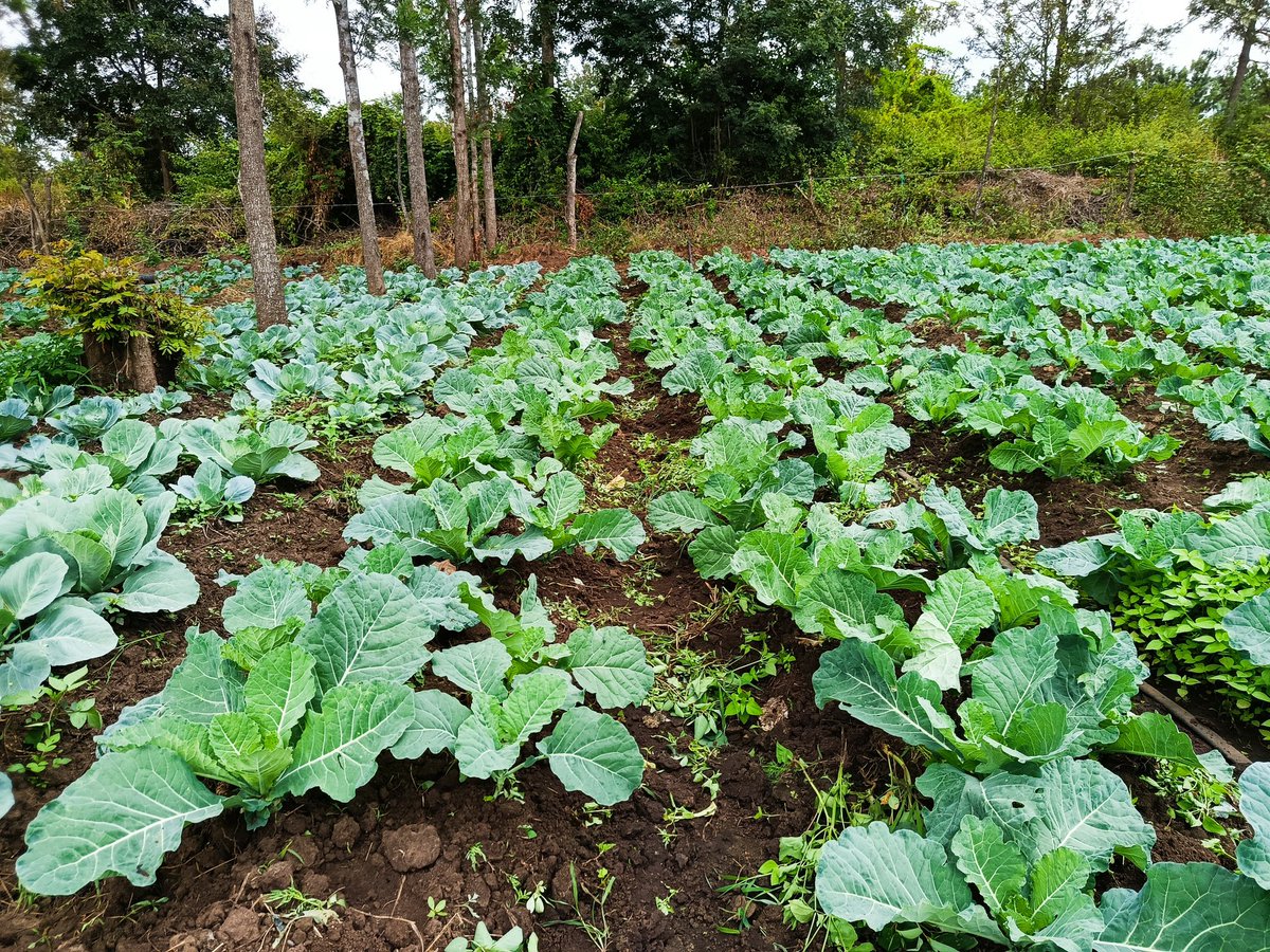kalebndolo's tweet image. To all beginner farmers,
 just grow #sukumawiki  #spinach #managu and sale at the farm at ksh . 30 -40per kg.
Divide your farm into blocks of at least 2000M2

Don&apos;t go for promises of making millions  from crops you can&apos;t sell a within  1km radius from your farm.

#keepwinning