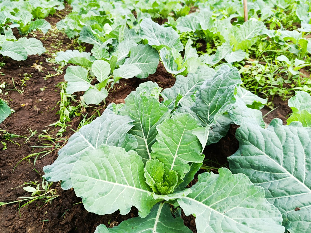 kalebndolo's tweet image. To all beginner farmers,
 just grow #sukumawiki  #spinach #managu and sale at the farm at ksh . 30 -40per kg.
Divide your farm into blocks of at least 2000M2

Don&apos;t go for promises of making millions  from crops you can&apos;t sell a within  1km radius from your farm.

#keepwinning