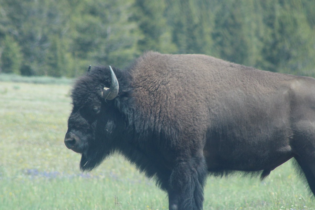 tscame72's tweet photo. @UltraDane Last week at Yellowstone. Took it from the car. No way we were getting out. Next day watched a group chasing a bear to get a picture. https://t.co/kkhCGYhqZ6