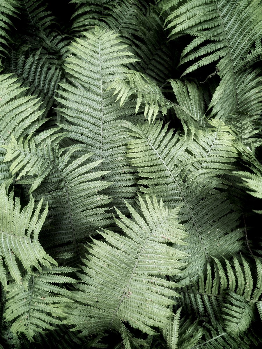 Astonishment, pattern of nature 🖤 #mobilephotography #shotoniphone #natureinspired