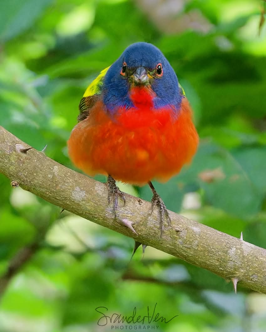 Painted Bunting
Quintana Neotropical Bird Sanctuary in Texas, USA. 04/14/2024 #paintedbunting #bunting