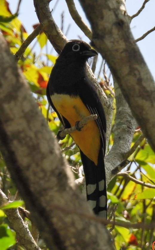mjp4468's tweet photo. Black Headed Trogon on Thursday 3rd July 2025 in the hotel grounds. Lovely Birds. Not a lot else has been seen to be honest. https://t.co/uJL9hqsqVJ
